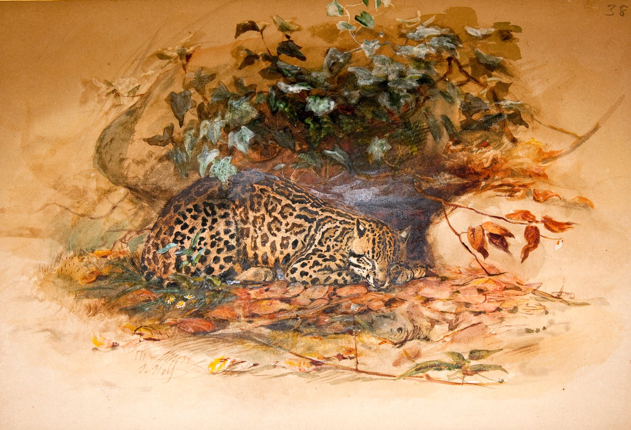 Ocelot，1851-52 作者 约瑟夫·沃尔夫