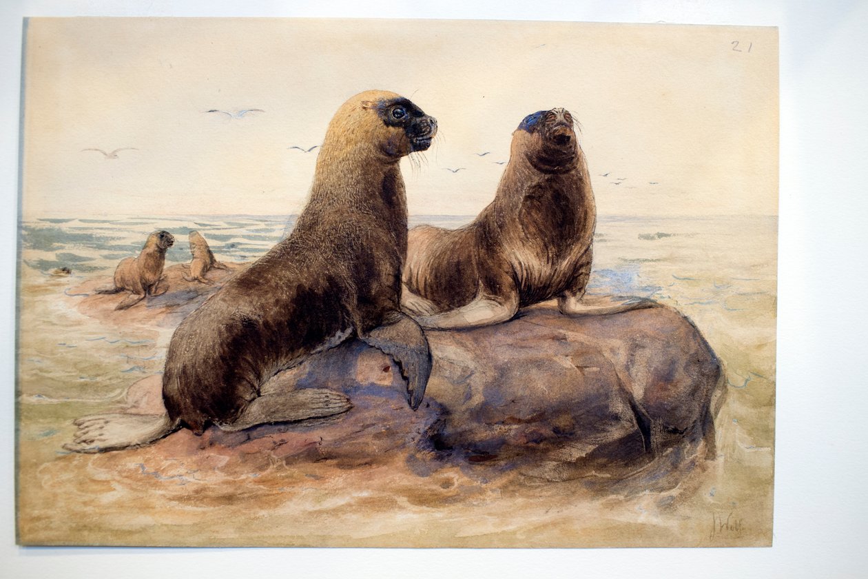 Pantagonian Sea Lions，c.1865 作者 约瑟夫·沃尔夫
