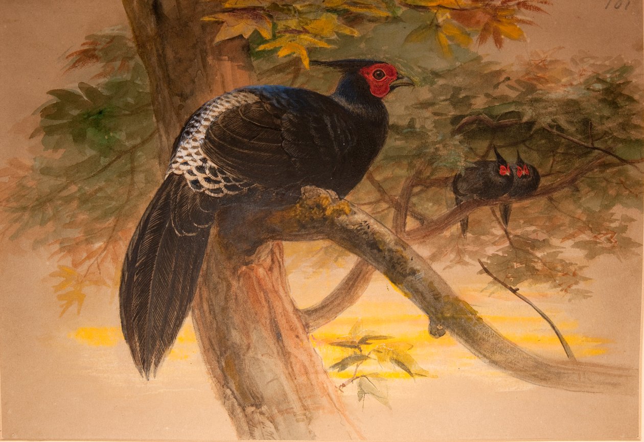 紫色Kaleege（Euplocamus horsfieldi），c.1851-76（wc und pencil on paper） 作者 约瑟夫·沃尔夫