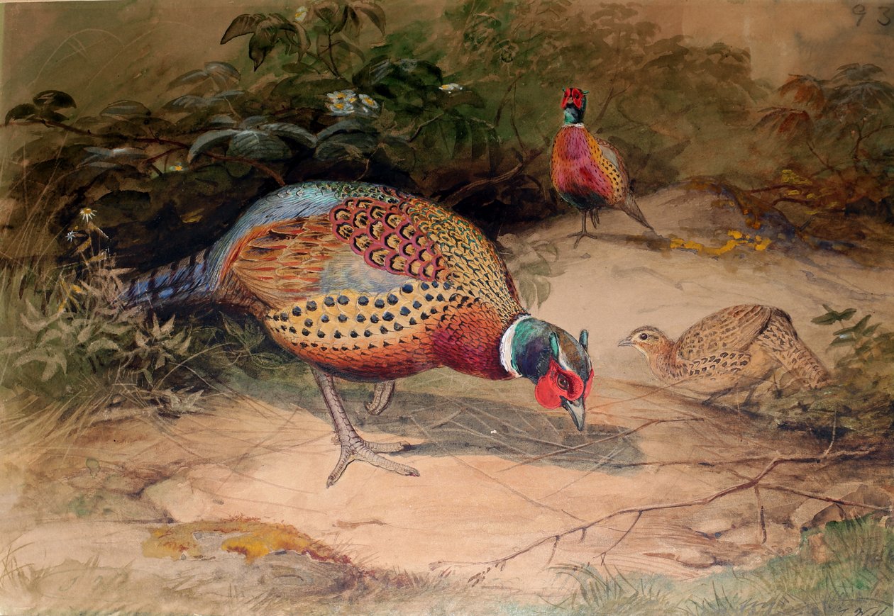 环颈雉（Phasianus torquatus），1852-54 作者 约瑟夫·沃尔夫