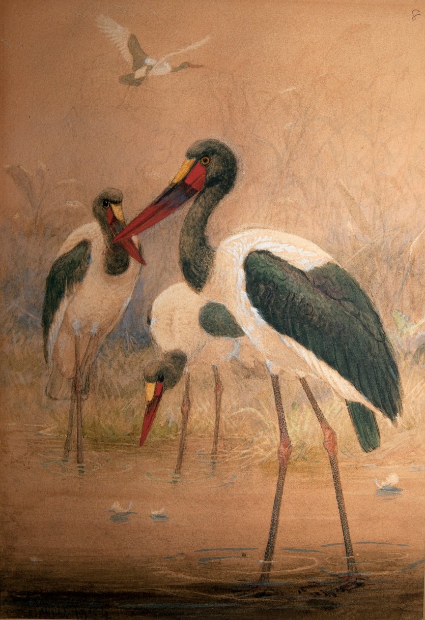 马鞍鹳（Xenorhynchus senegalensis），1856-67 作者 约瑟夫·沃尔夫