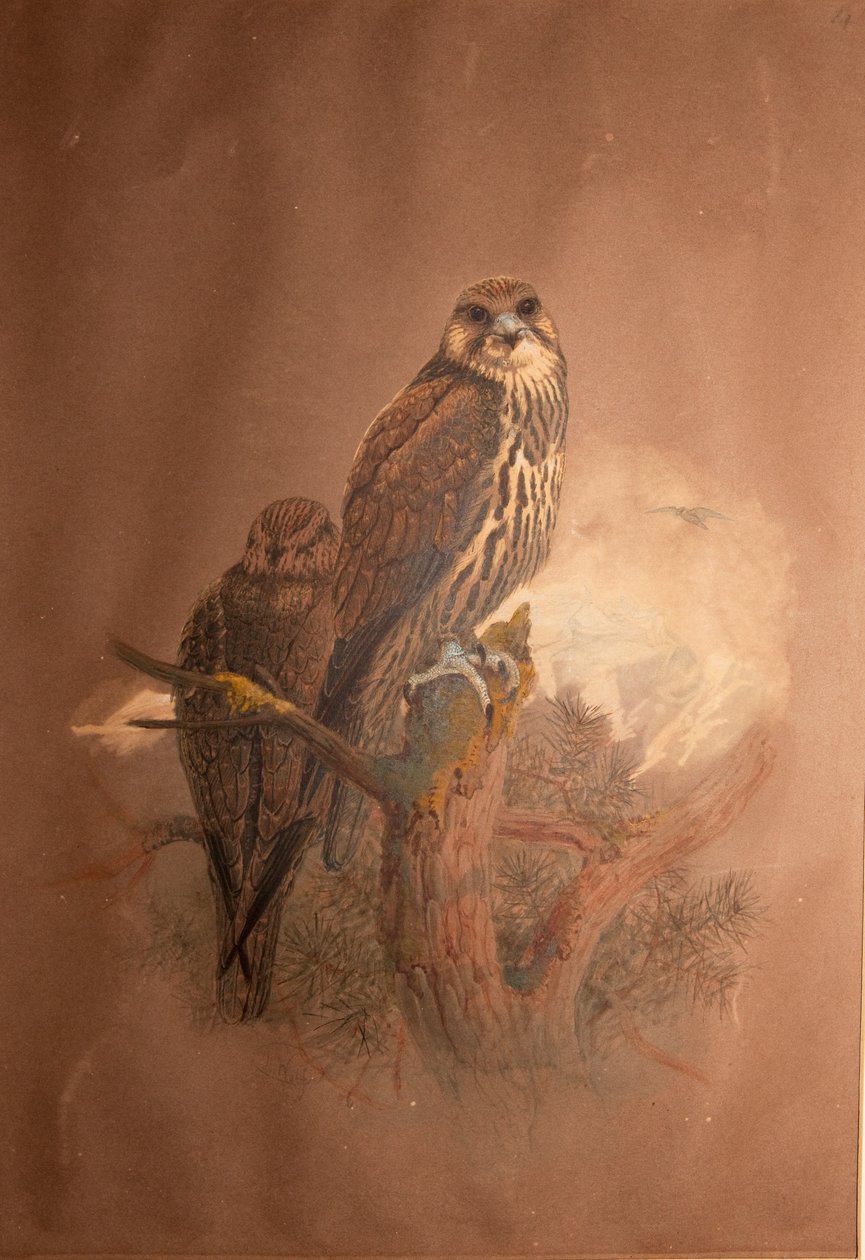 Saker Falcon（Falco sacer），1856-67 作者 约瑟夫·沃尔夫