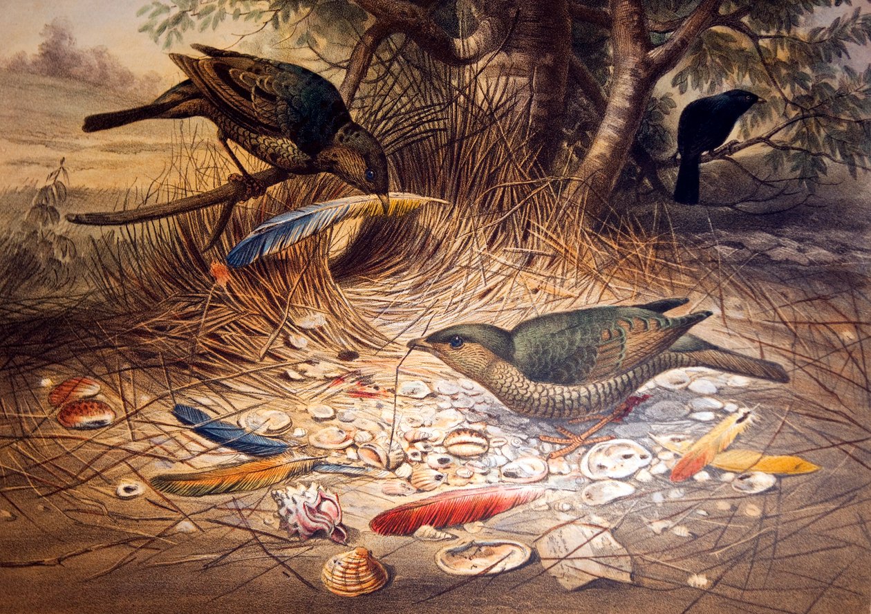 Satin Bowerbird，1861 作者 约瑟夫·沃尔夫