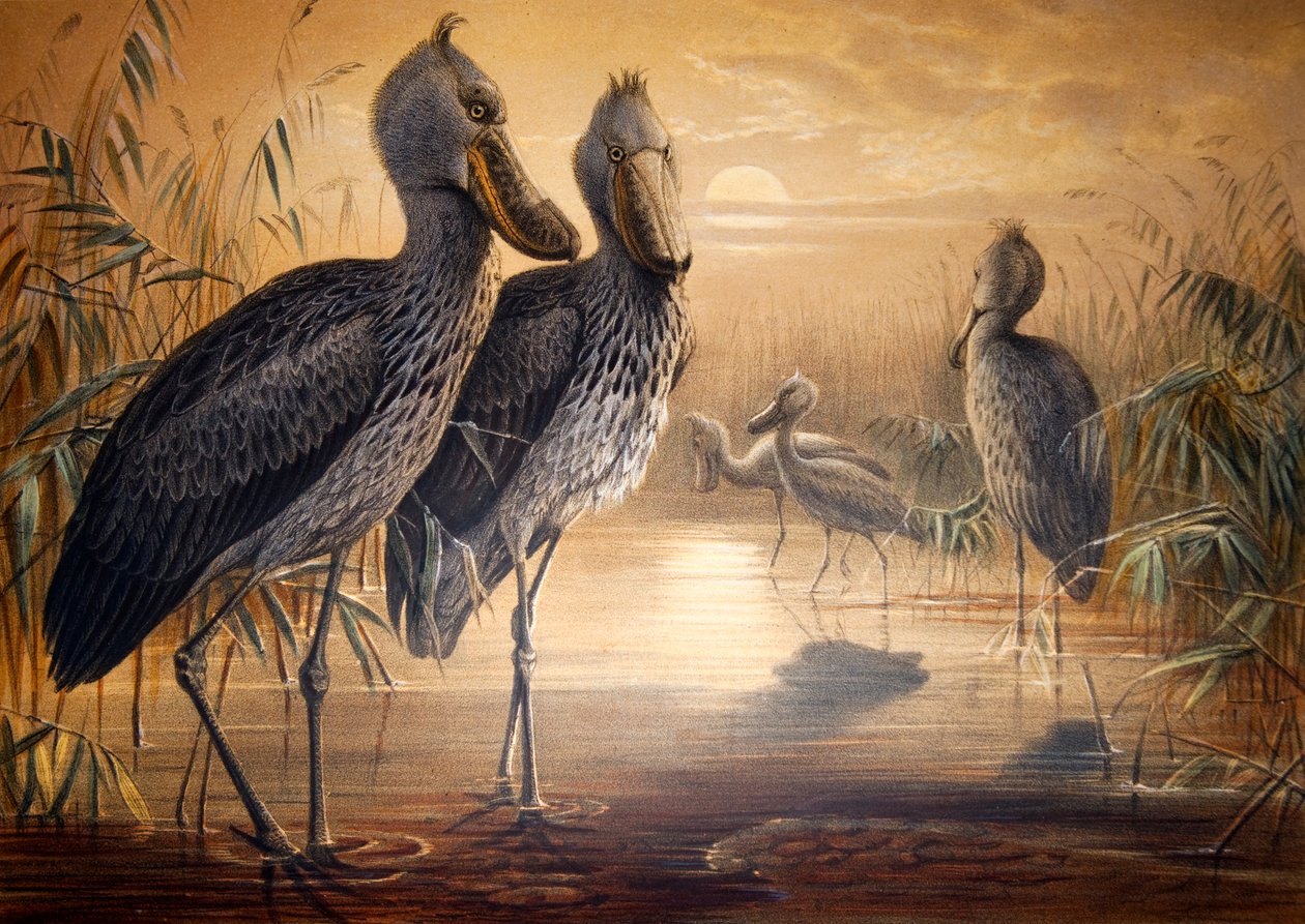 Shoebilled stork，1861 作者 约瑟夫·沃尔夫