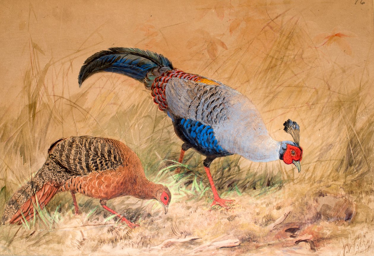 连体雉（Enplocamns优选的），1852至1854年 作者 约瑟夫·沃尔夫