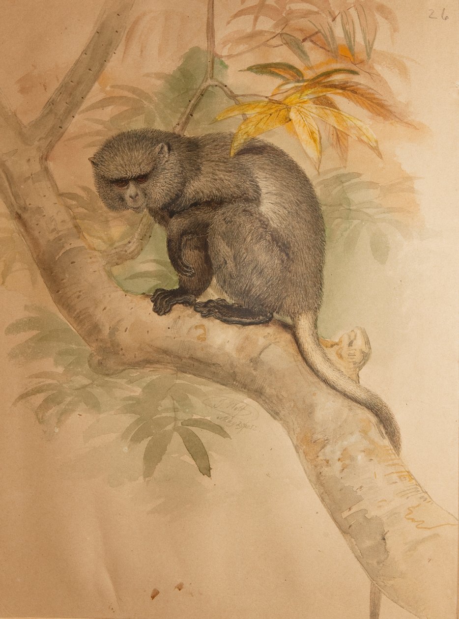 陌生人的猴子，颜色板取自约瑟夫·沃尔夫的“原始水彩画”，由伦敦动物学会Vol.I，Mammalia I，Quadrumana拥有。 Carnivora。&39;，1851-69（w 作者 约瑟夫·沃尔夫
