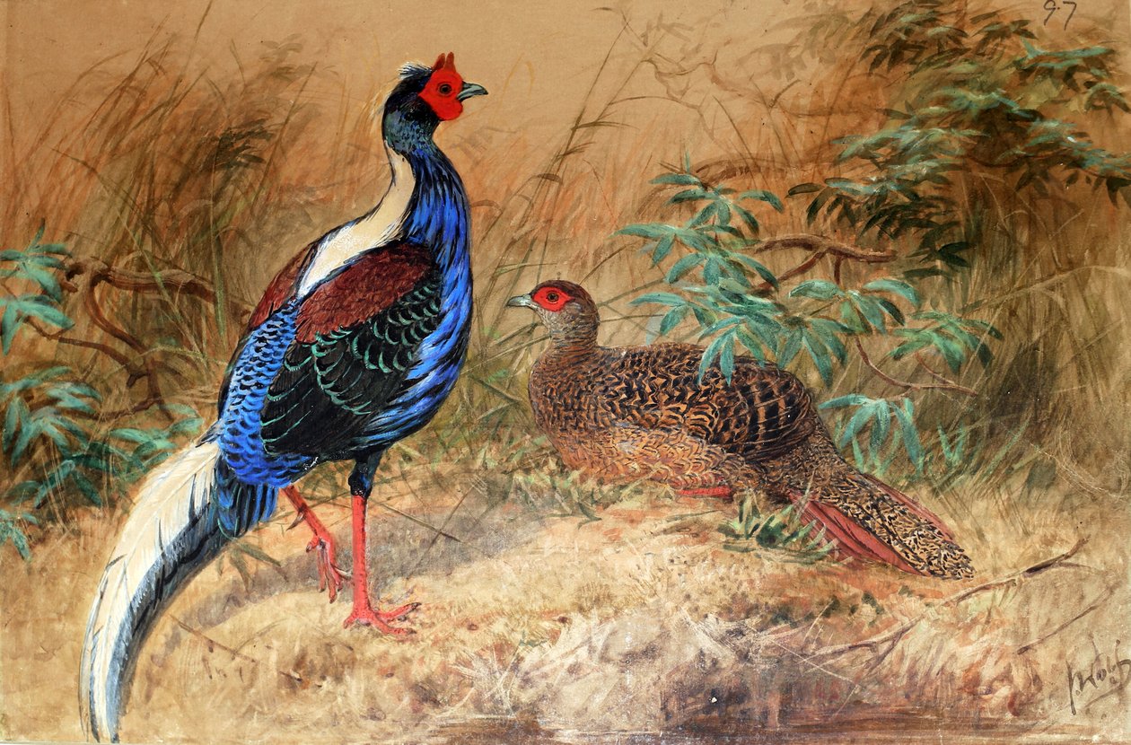 Swinhoe的野鸡（Euplocamus swinhoii），1852-54 作者 约瑟夫·沃尔夫