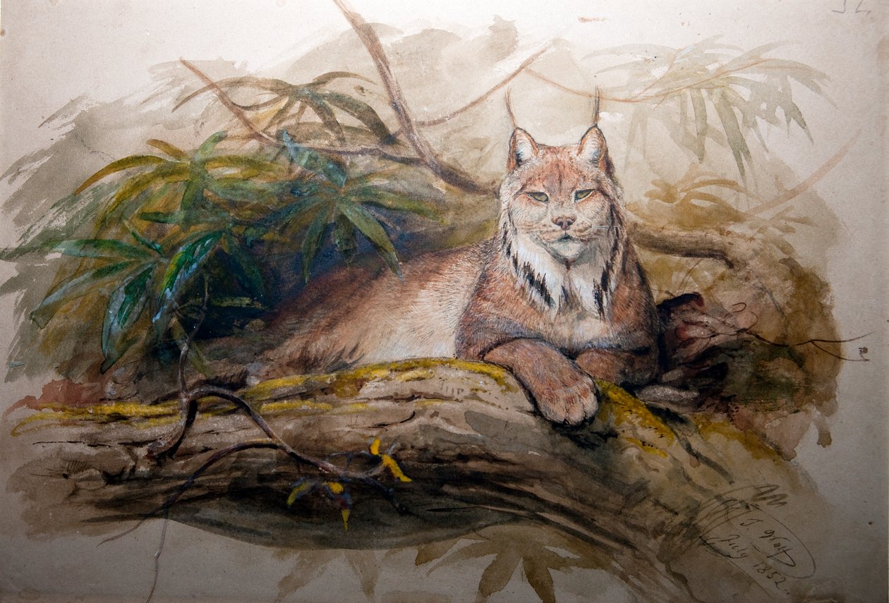 加拿大山猫（Felis canadensis），1852年 作者 约瑟夫·沃尔夫