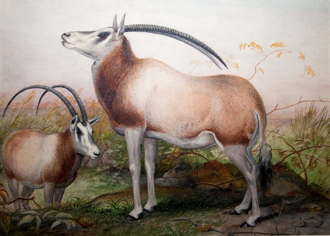 Leucoryx Antelope，Oryx Leucoryx，1850年 作者 约瑟夫·沃尔夫