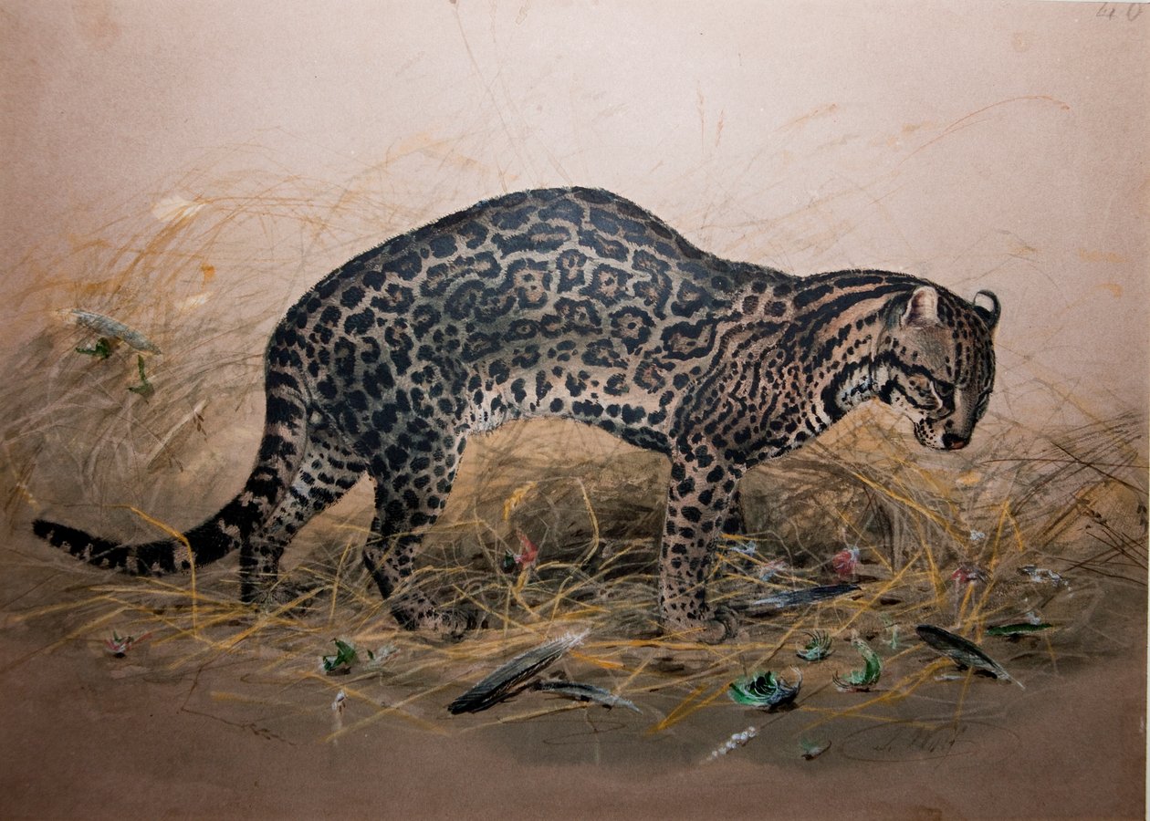 画皮豹猫（猫如图），c.1850 作者 约瑟夫·沃尔夫