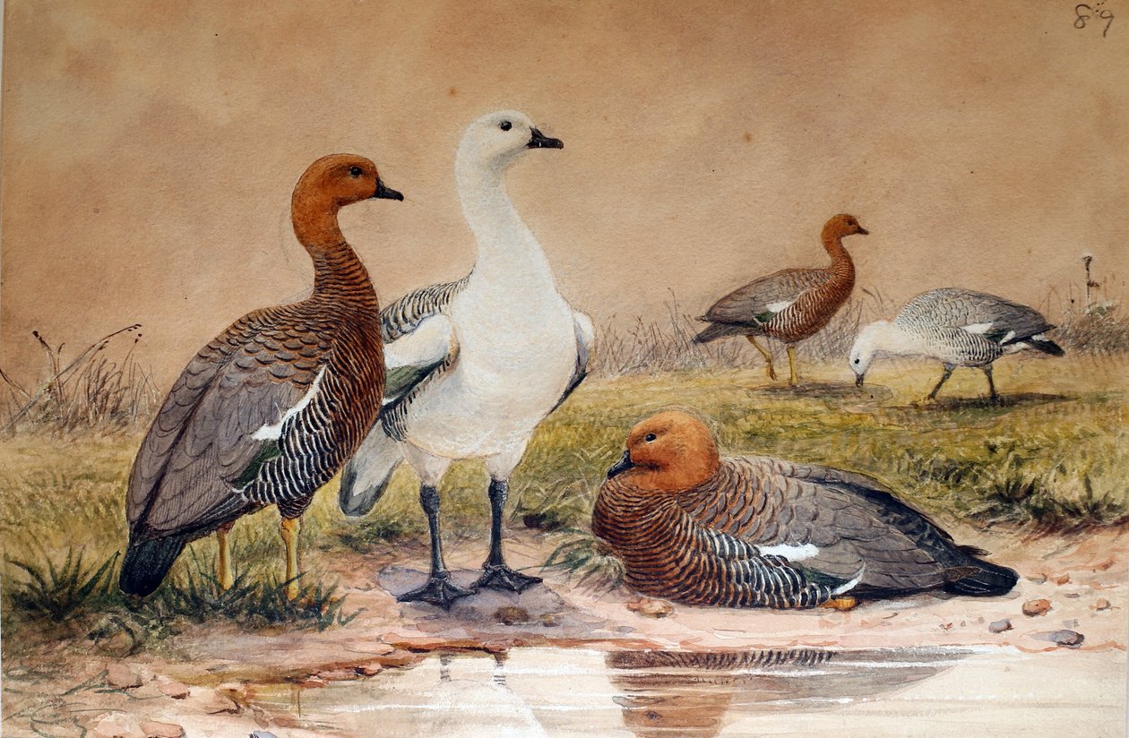高地鹅（Bernicla magellanica），1852-54 作者 约瑟夫·沃尔夫