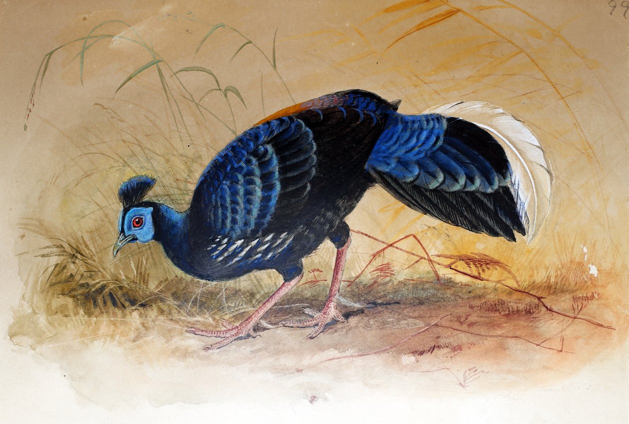 老人的火背（Euplocamus vieilloti），1852-54 作者 约瑟夫·沃尔夫