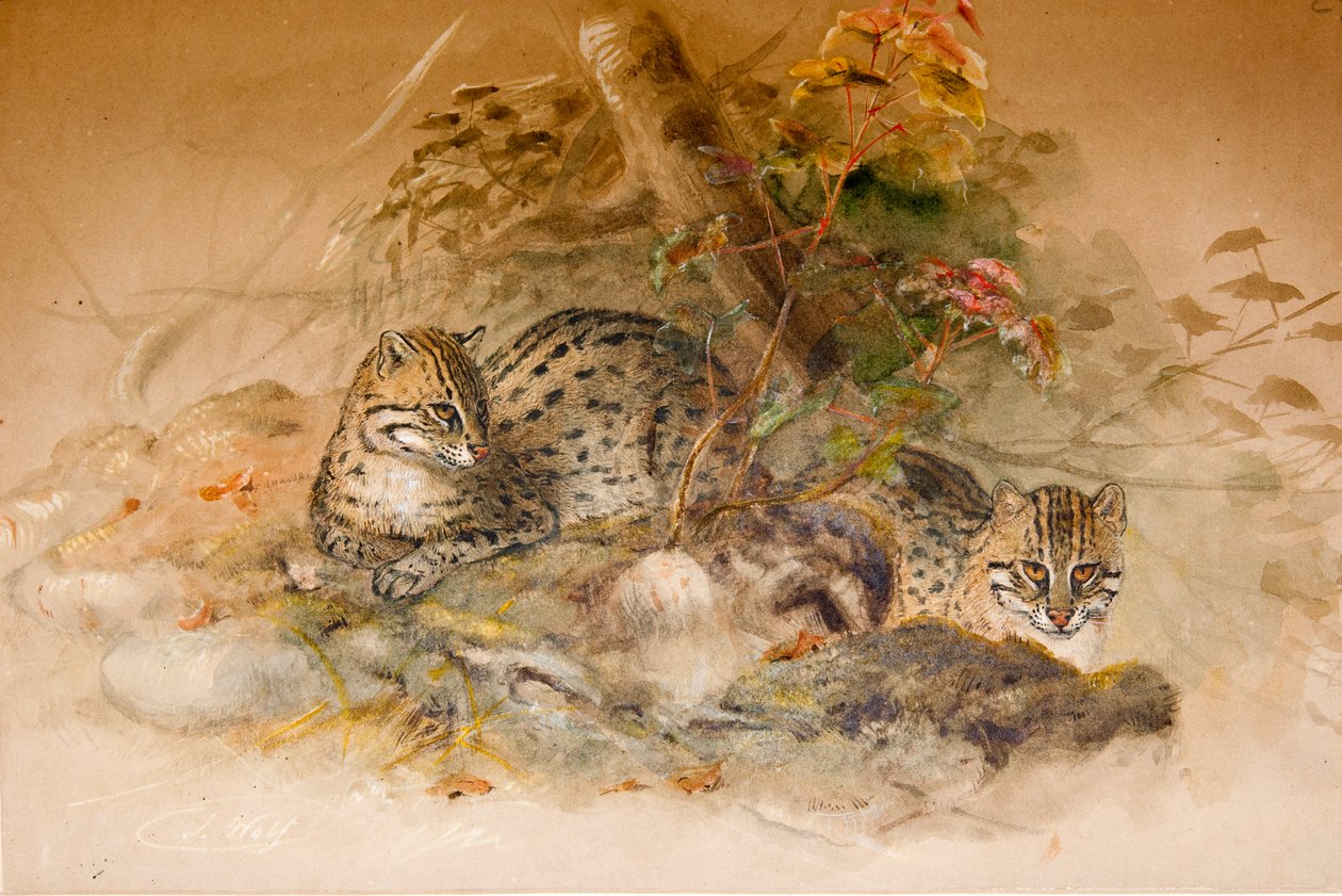 Wagati Cat，1851-69 作者 约瑟夫·沃尔夫