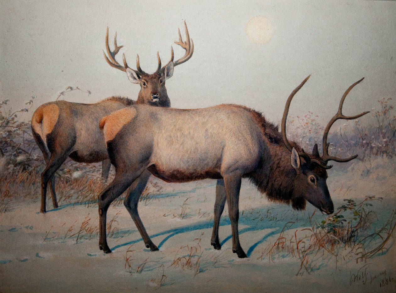 Wapiti，1850年 作者 约瑟夫·沃尔夫
