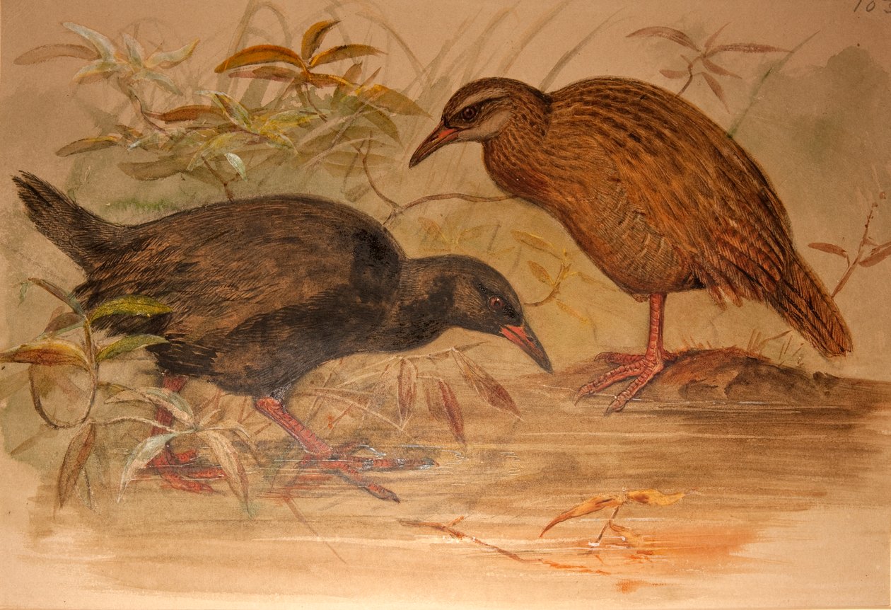 Weka Rail（Ocydromus australis），c.1851-76（wc和铅笔在纸上） 作者 约瑟夫·沃尔夫