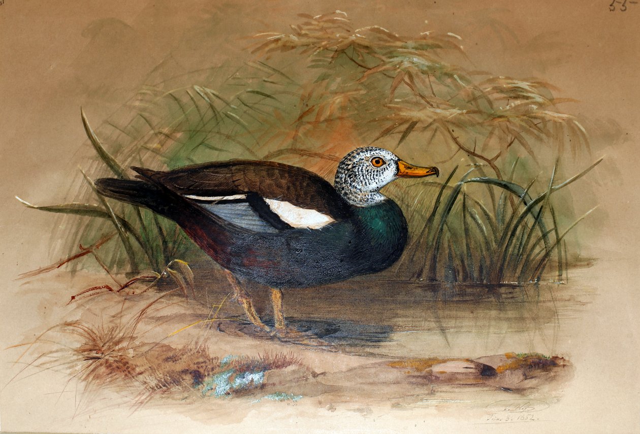 白头Sheldrake（Casarca leucoptera），1852-54 作者 约瑟夫·沃尔夫