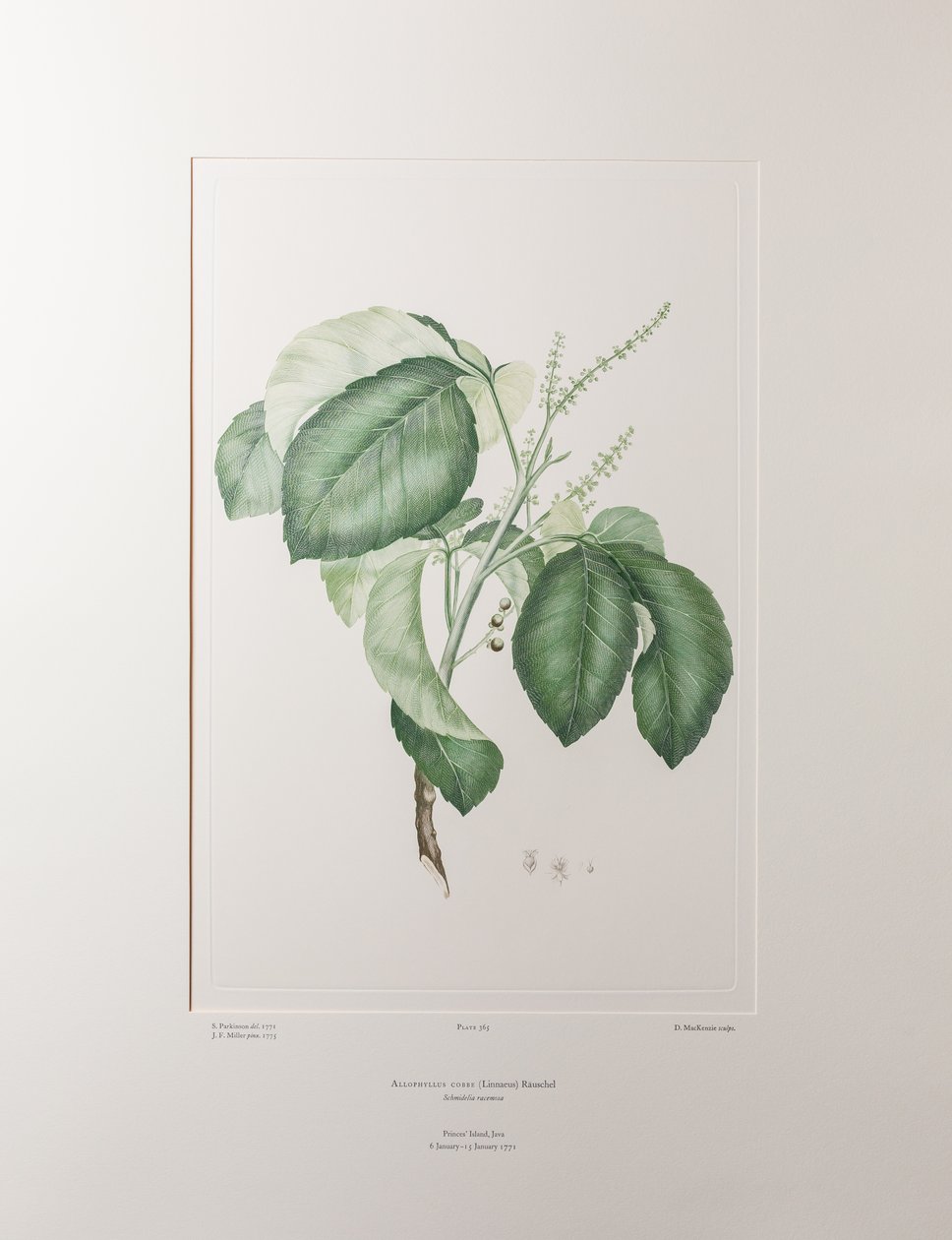 Allophyllus cobbe（无患子科）--班克斯《花卉》第 365 版，约 1771-84 年（铜版纸雕刻）。 作者 约瑟夫·班克斯