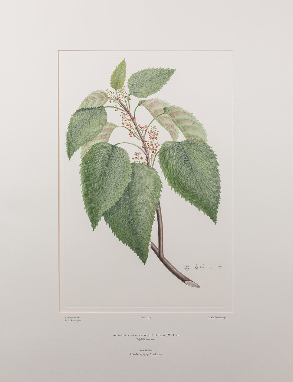Aristotelia serrata（Elaeocarpaceae） - 图版 419，Banks