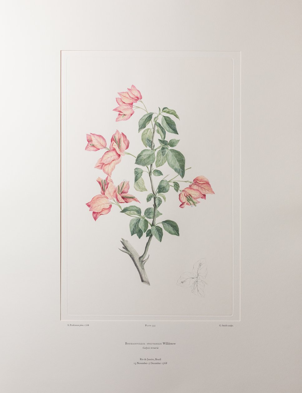 Bouganvillea spectabilis（Nyctaginaceae） - 图版 355，Banks
