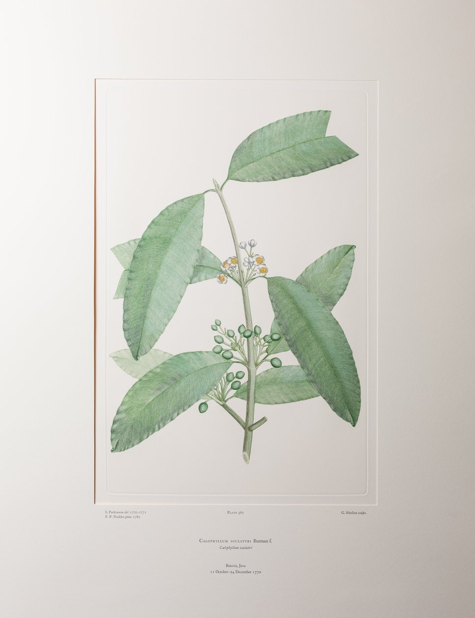 Calophyllum Soulattri（Guttiferae） - 图版 362，Banks