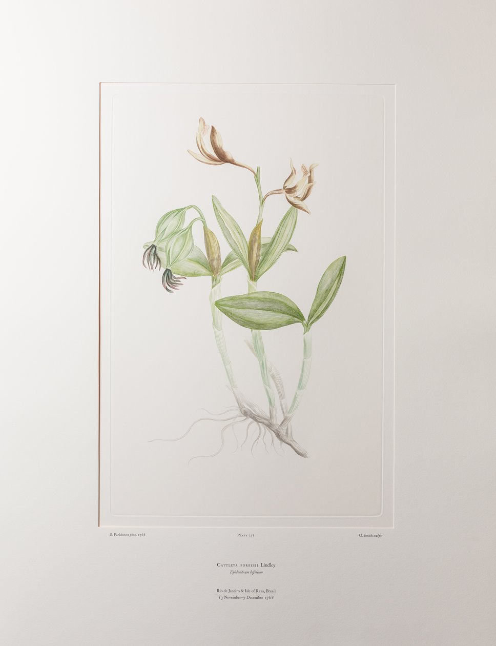 Cattleya forbesii（兰科） - 图版 358，Banks