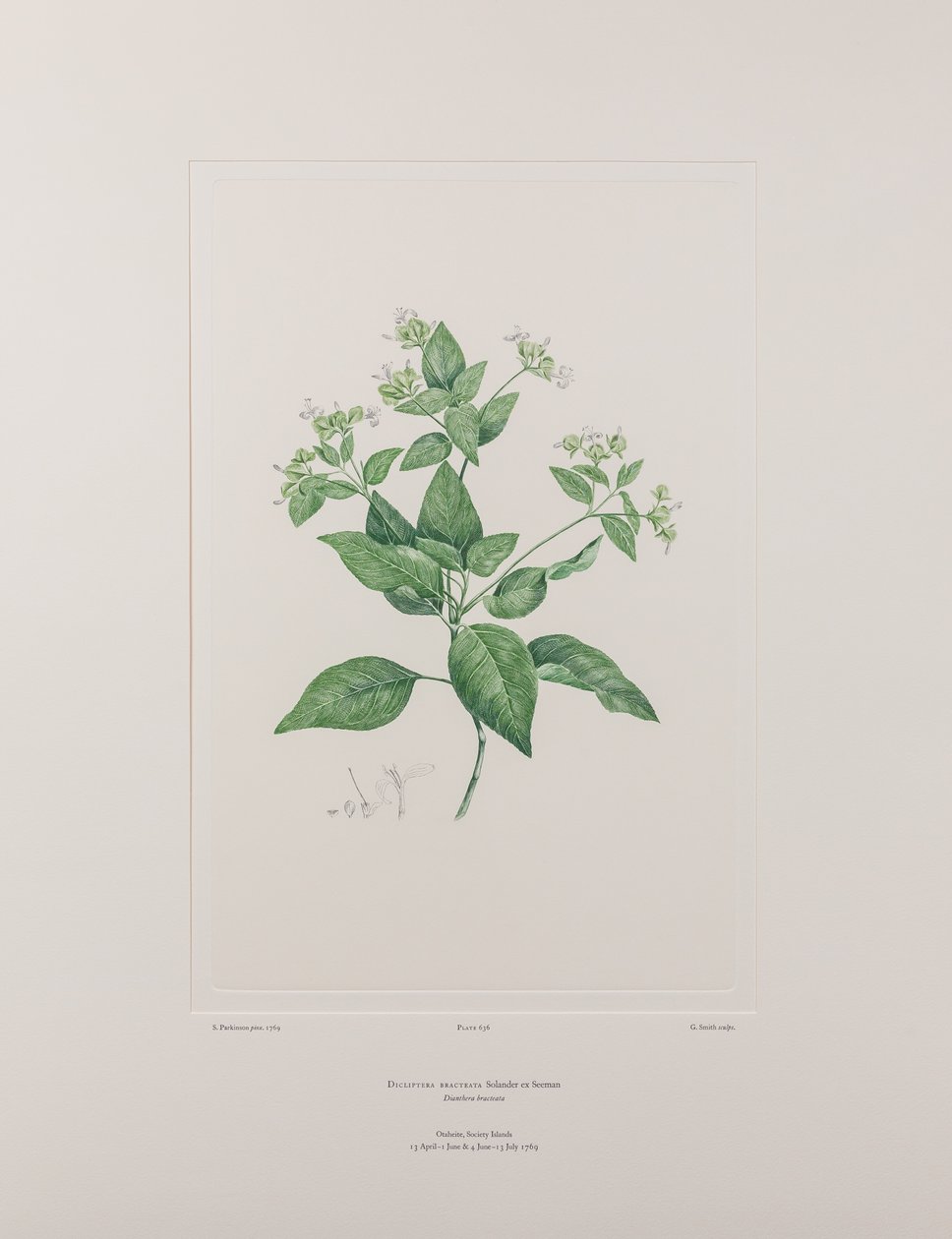 Dicliptera bracteata（刺桐科）--班克斯《花卉》第 636 版，约 1771-84 年（铜版纸雕刻）。 作者 约瑟夫·班克斯