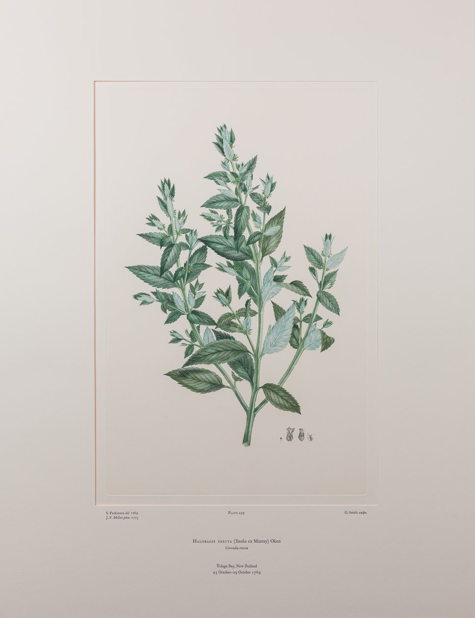 Haloragisecta（Haloragidaceae） - 图版 439，Banks