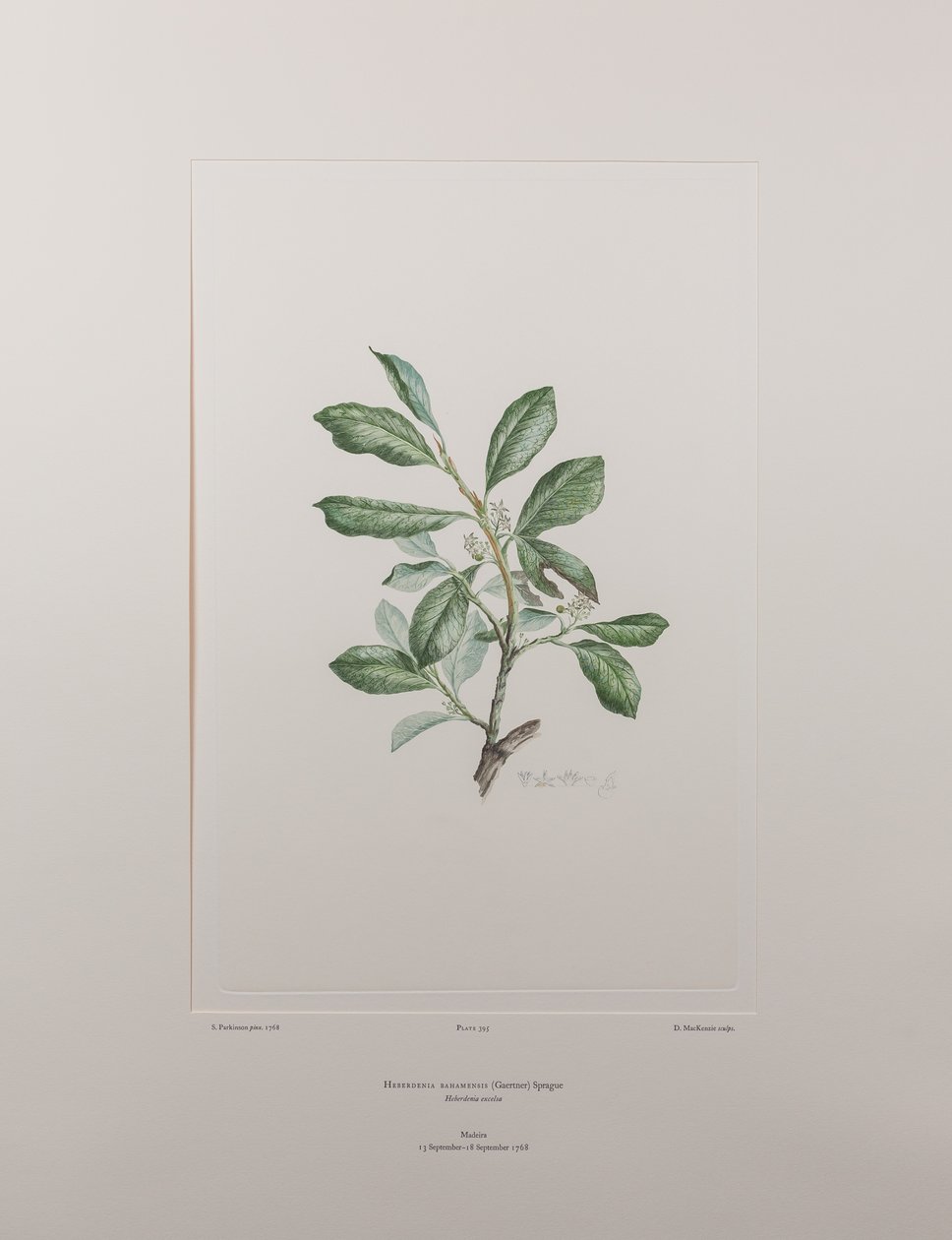 Heberdenia bahamensis（麝香草科）--班克斯《花卉》第 395 版，约 1771-84 年（铜版纸雕刻）。 作者 约瑟夫·班克斯