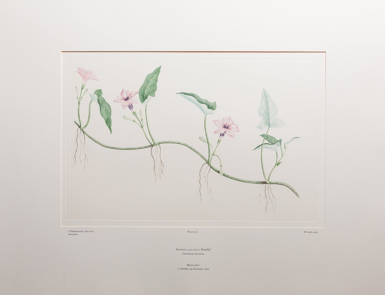 Ipomoea aquatica（旋花科）--班克斯《花卉》第 375 版，约 1771-84 年（铜版纸雕刻）。 作者 约瑟夫·班克斯