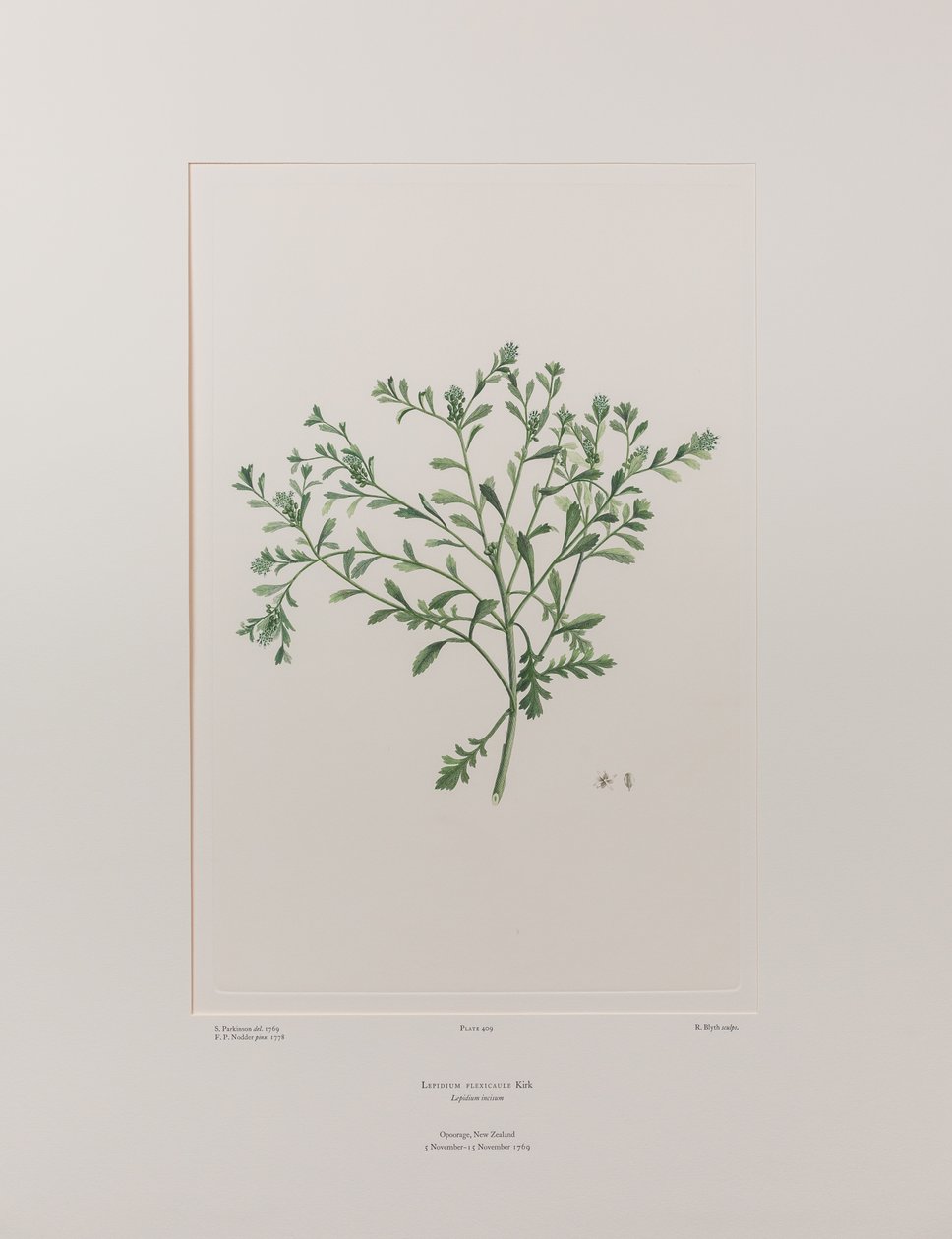 Lepidium flexicaule（十字花科）--班克斯《花卉集》第 409 版，约 1771-84 年（纸面铜版雕刻） 作者 约瑟夫·班克斯