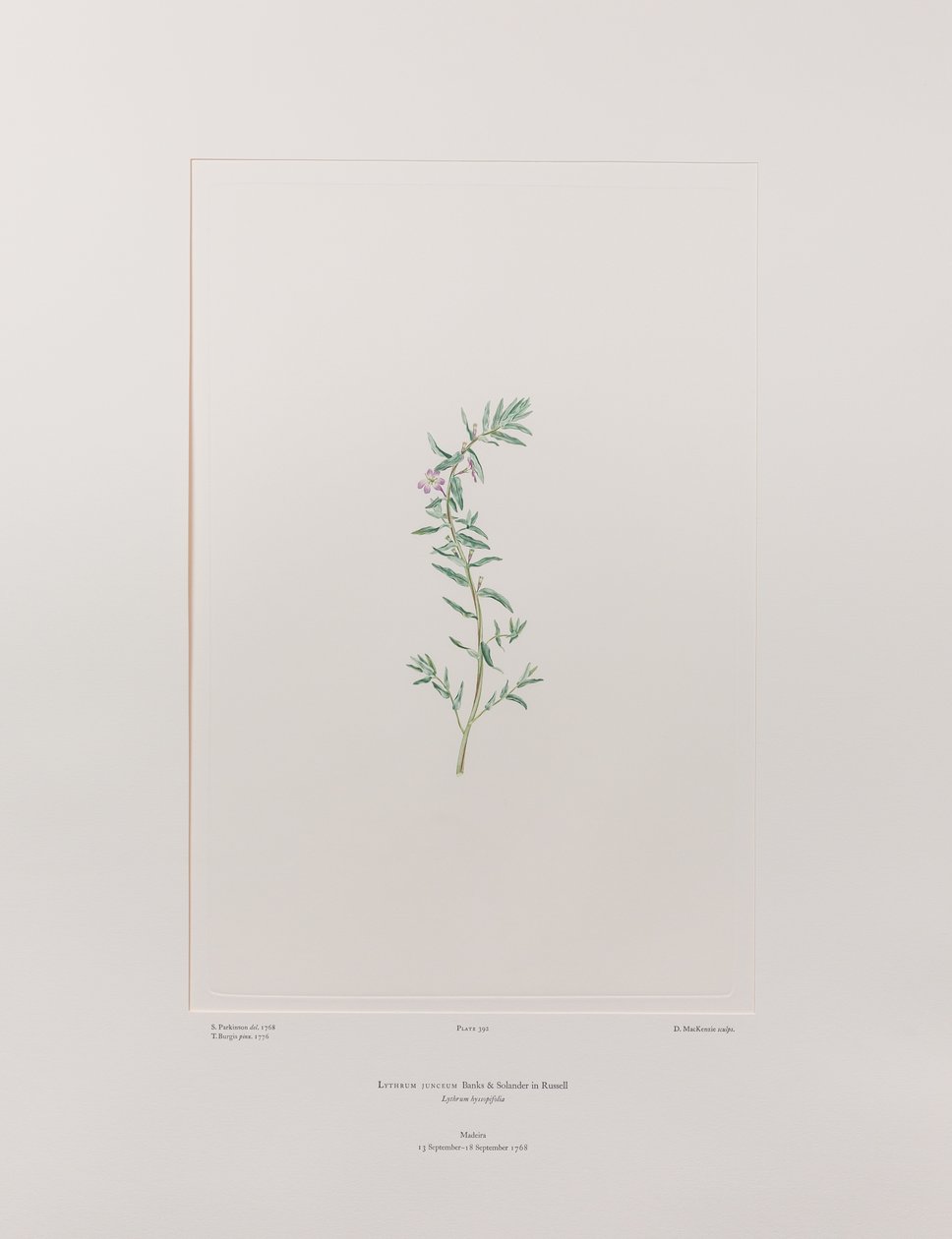 柳叶菜（柳叶菜科）--班克斯《花卉》第 392 版，约 1771-84 年（铜版纸雕刻） 作者 约瑟夫·班克斯