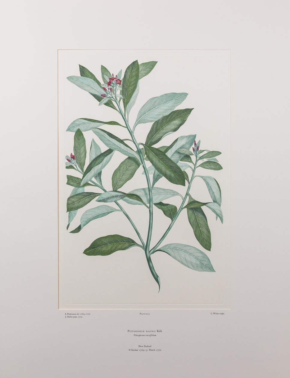 Pittosporum ralphii（海桐科）--班克斯《花卉》第 413 版，约 1771-84 年（铜版纸雕刻）。 作者 约瑟夫·班克斯