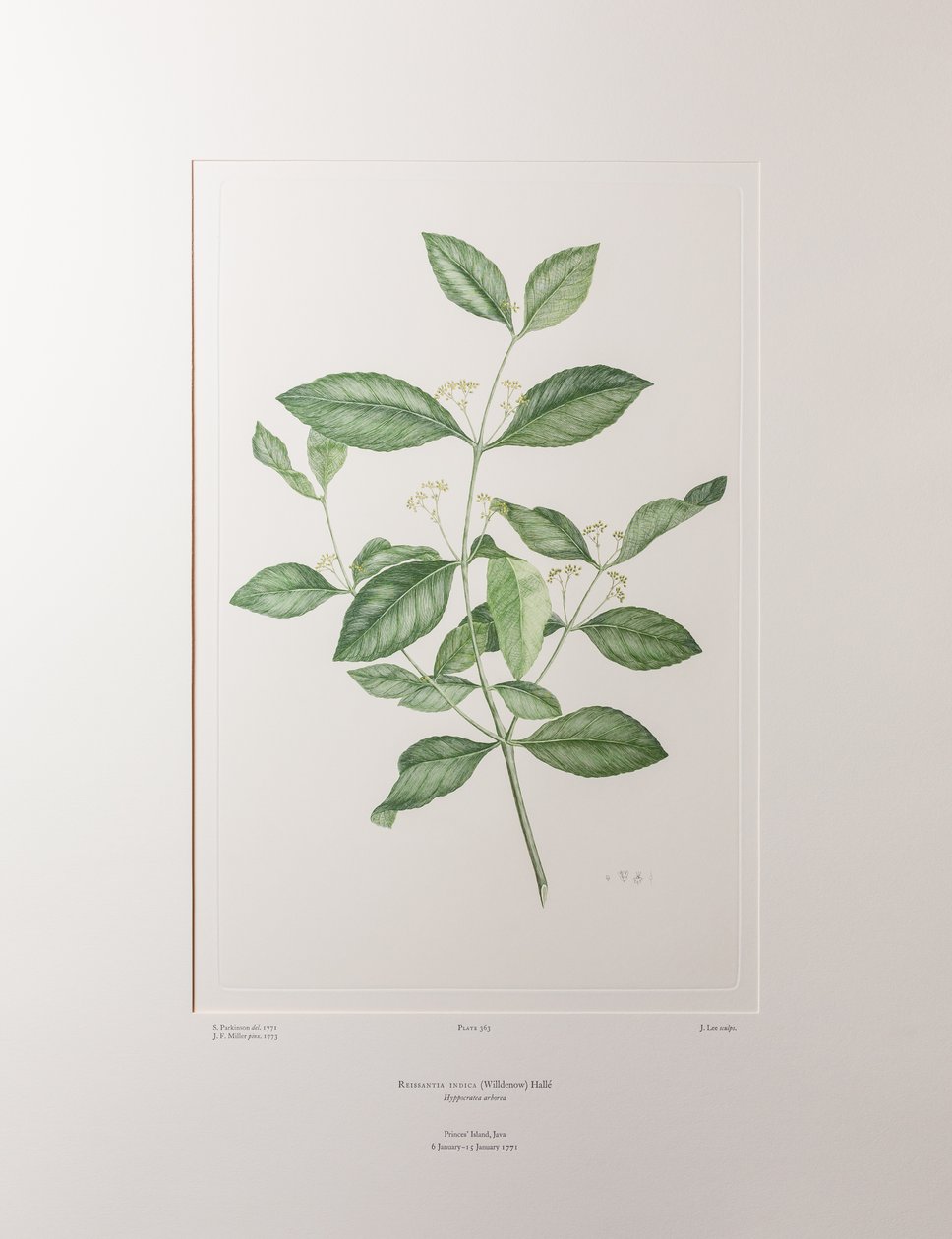 Reissantia indica（天南星科）--图版 363，班克斯的《花卉》，约 1771-84 年（铜版纸雕刻）。 作者 约瑟夫·班克斯