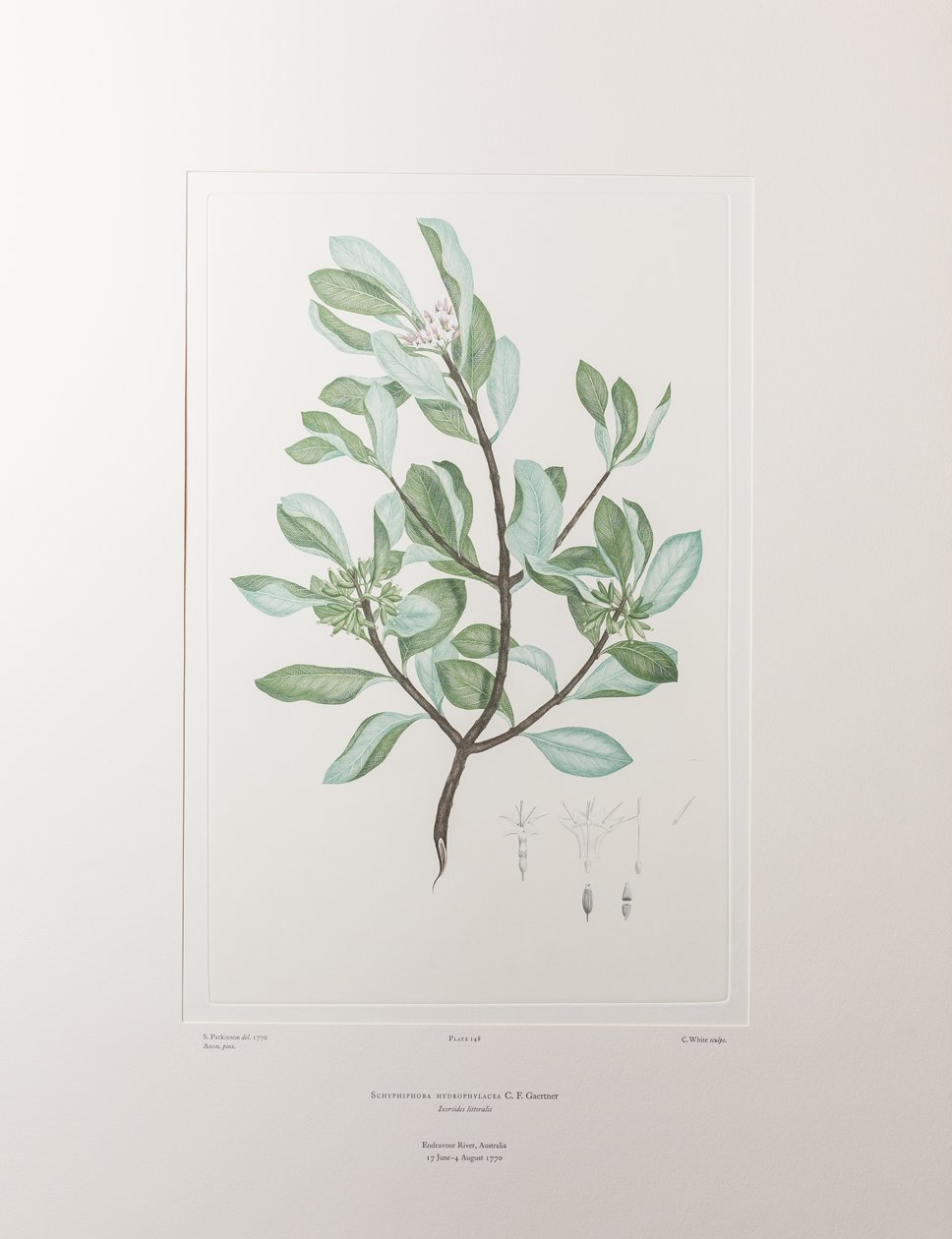 Schyphiphora Hydrophyllacea（茜草科） - 图版 148，Banks