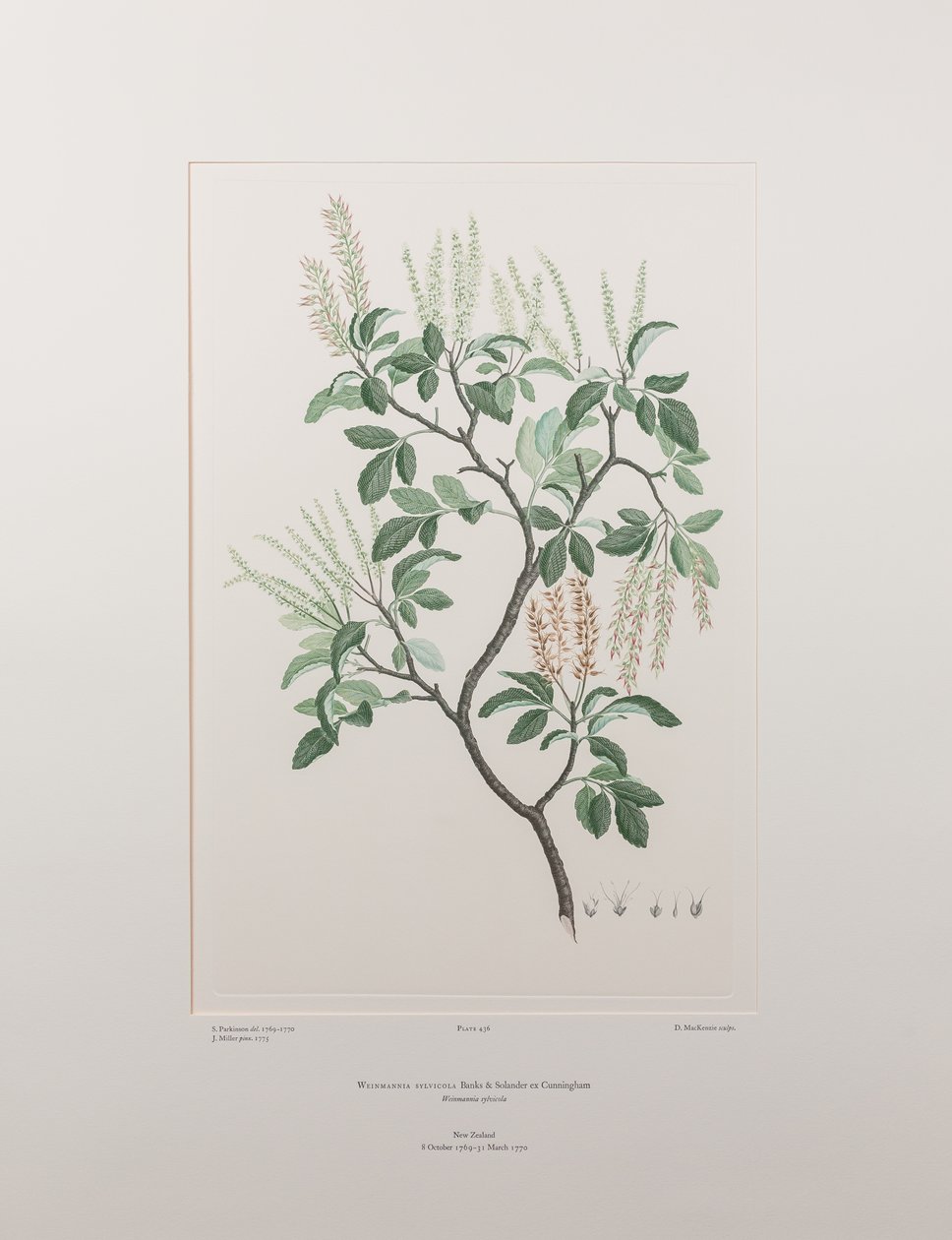 Weinmannia sylvicola (Cunoniaceae) - 插图 436，班克斯的《花卉》，约 1771-84 年（铜版纸雕刻）。 作者 约瑟夫·班克斯