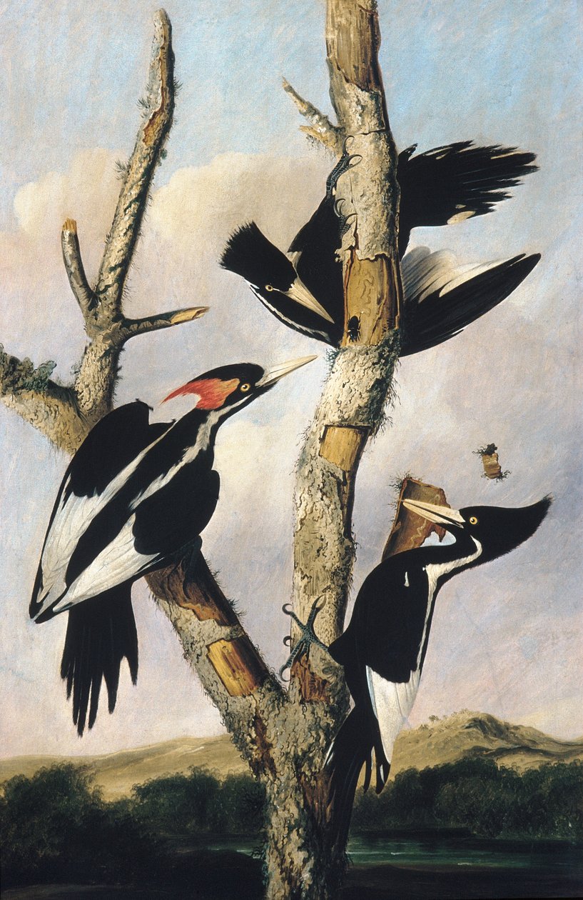 象牙喙啄木鸟，1830-31 作者 约瑟夫·巴塞洛缪·基德