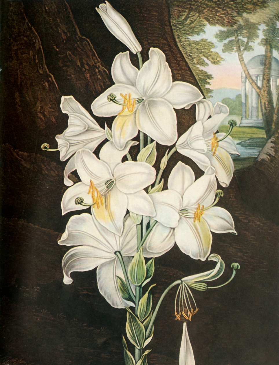 《白百合》，c1800，1948年。 作者 约瑟夫·康斯坦丁·斯塔德勒