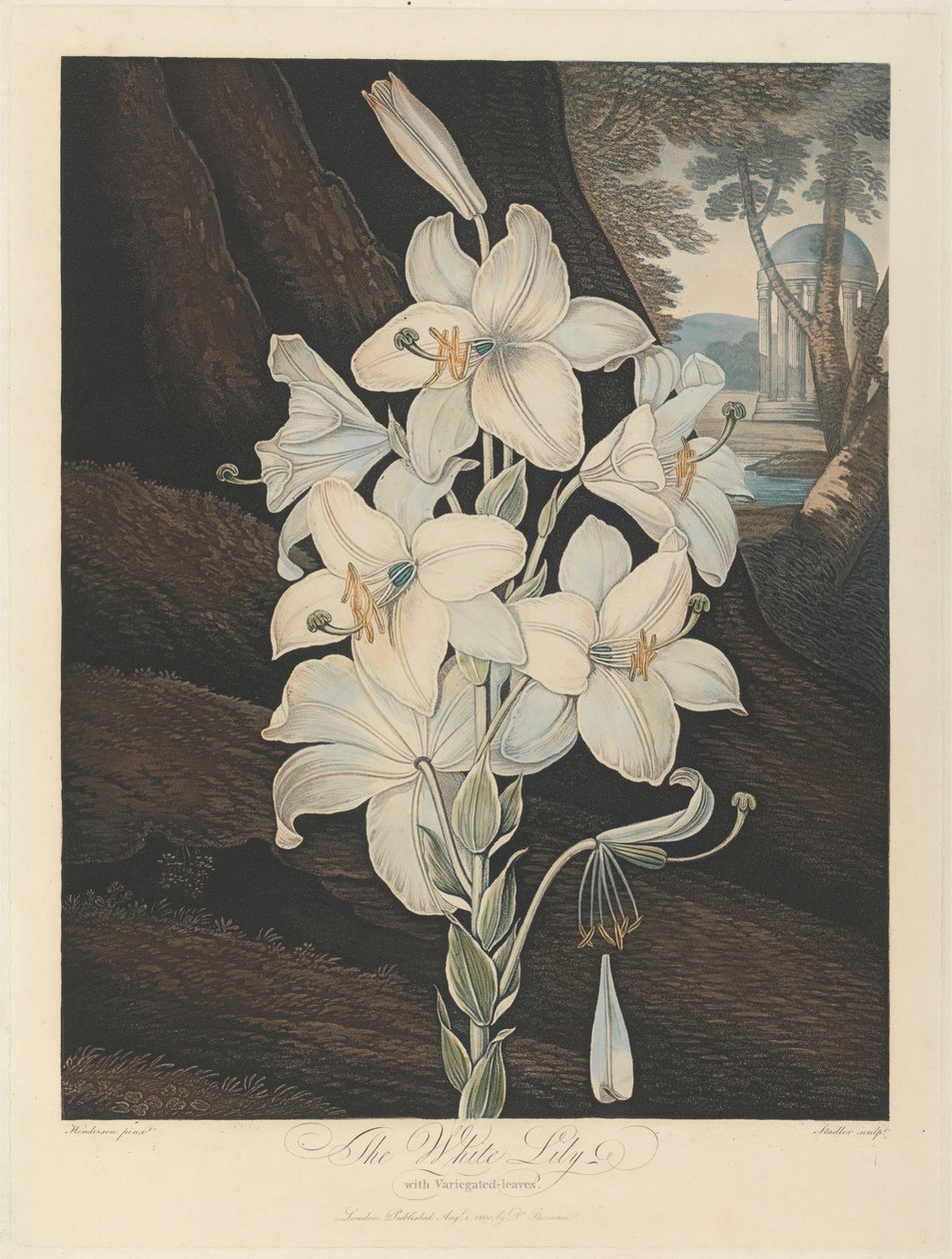 带有杂色叶片的白百合，1800 年，选自罗伯特-约翰-桑顿，"花卉圣殿"，1799-1812 年 作者 约瑟夫·康斯坦丁·斯塔德勒