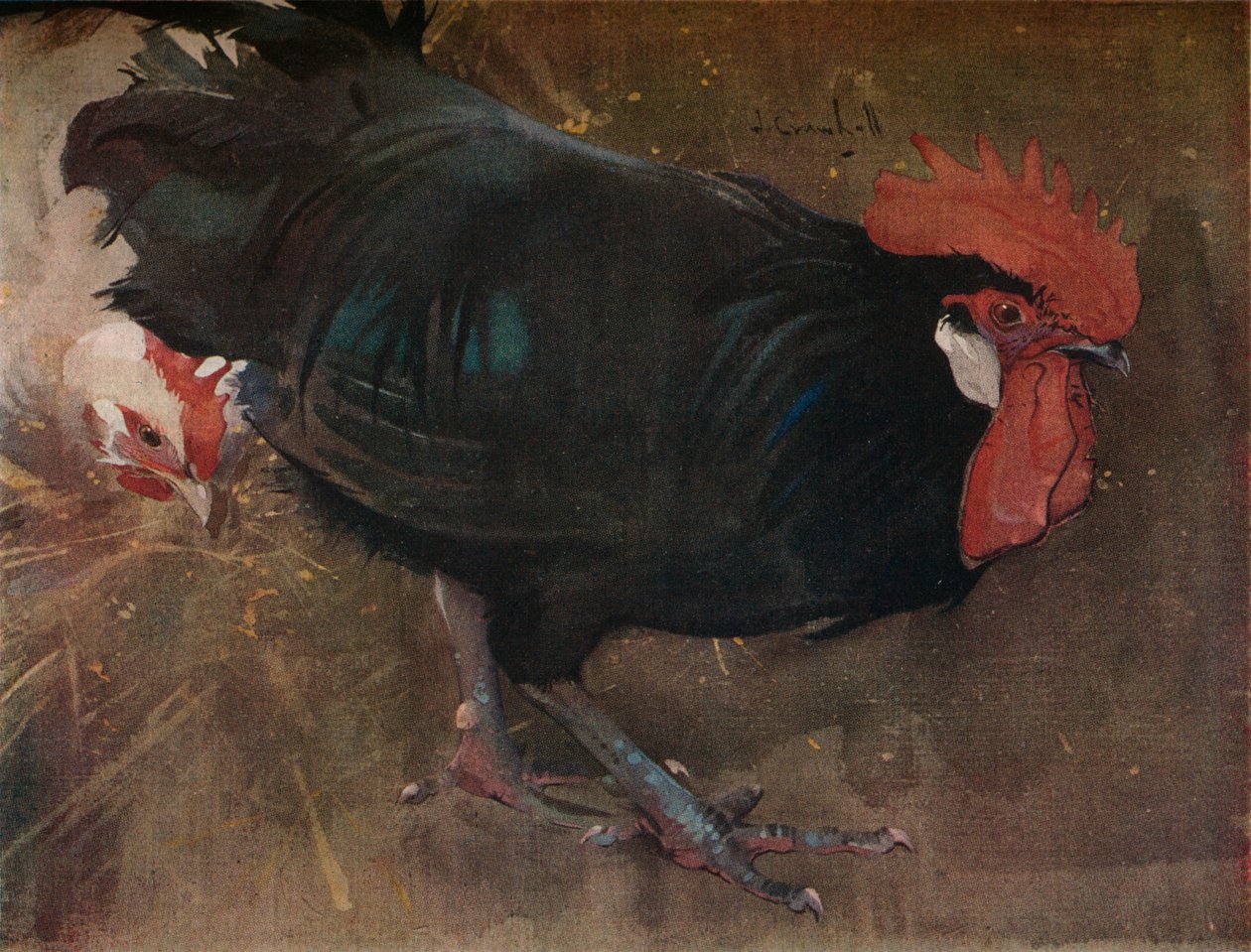 黑公鸡，c1894 作者 约瑟夫·克劳霍尔