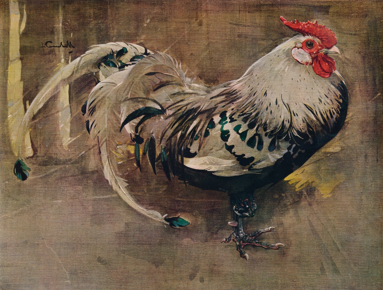 The Spangled Cock，1903 1935 作者 约瑟夫·克劳霍尔