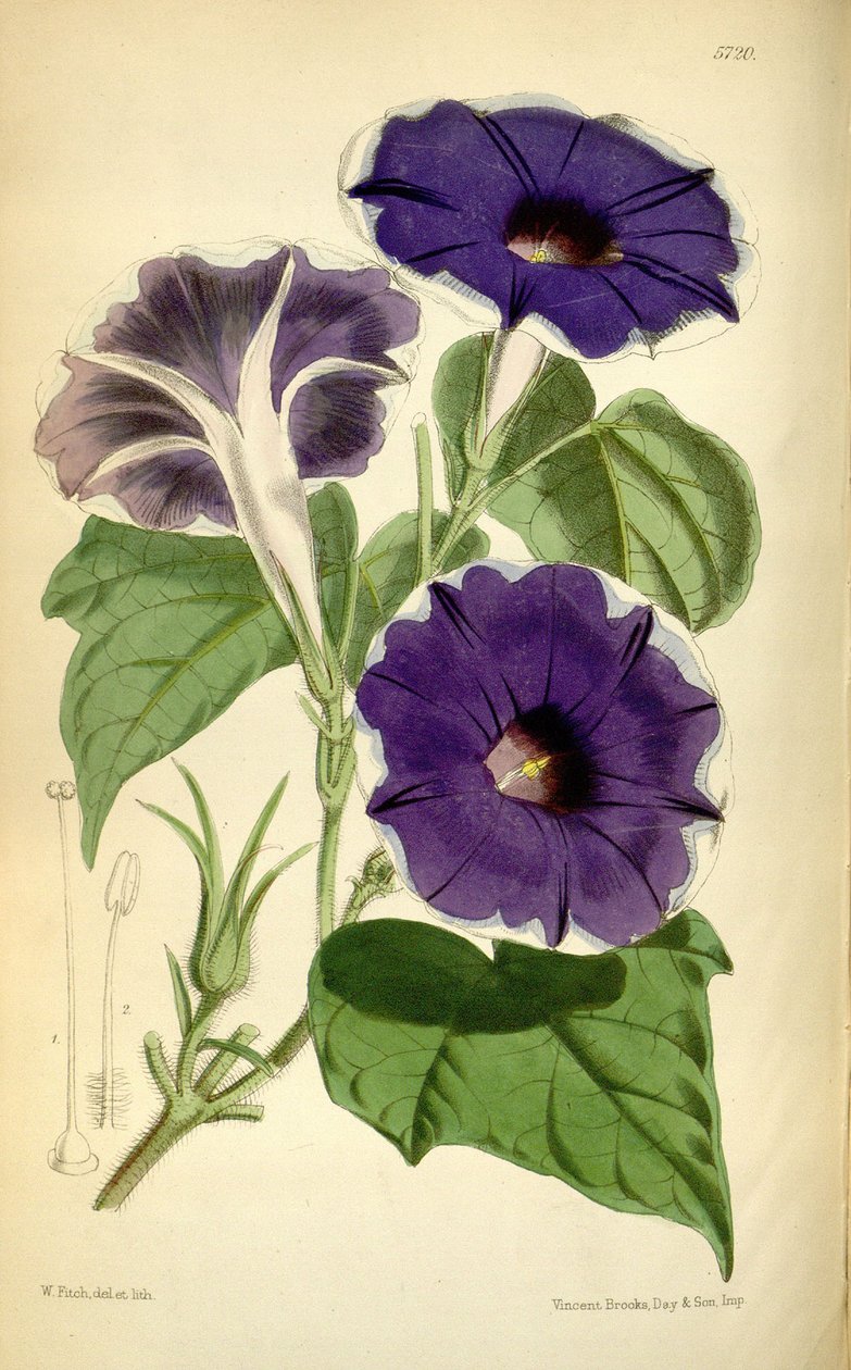 Ipomoea nil，1868 作者 约瑟夫·道尔顿·胡克