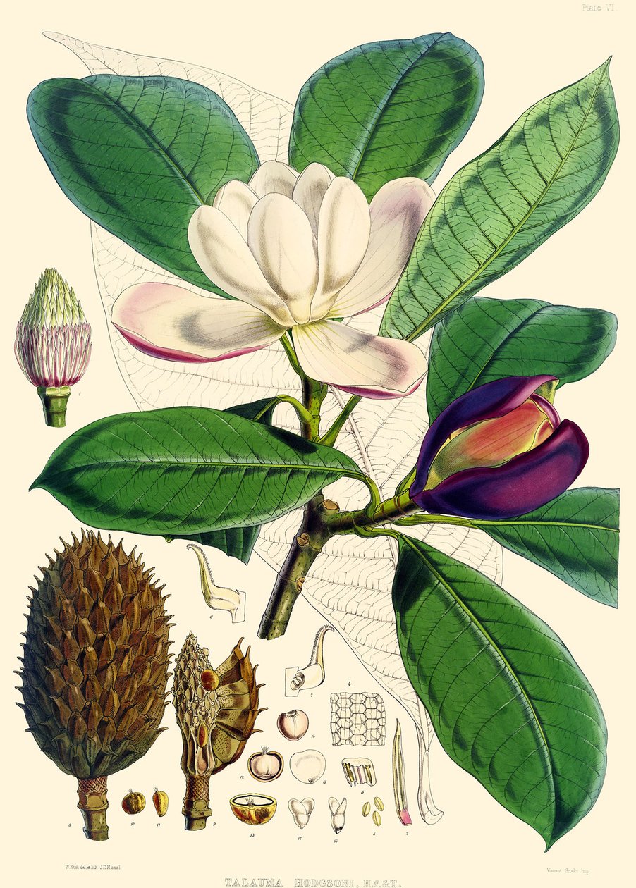 Magnolia hodgsonii，1855 作者 约瑟夫·道尔顿·胡克