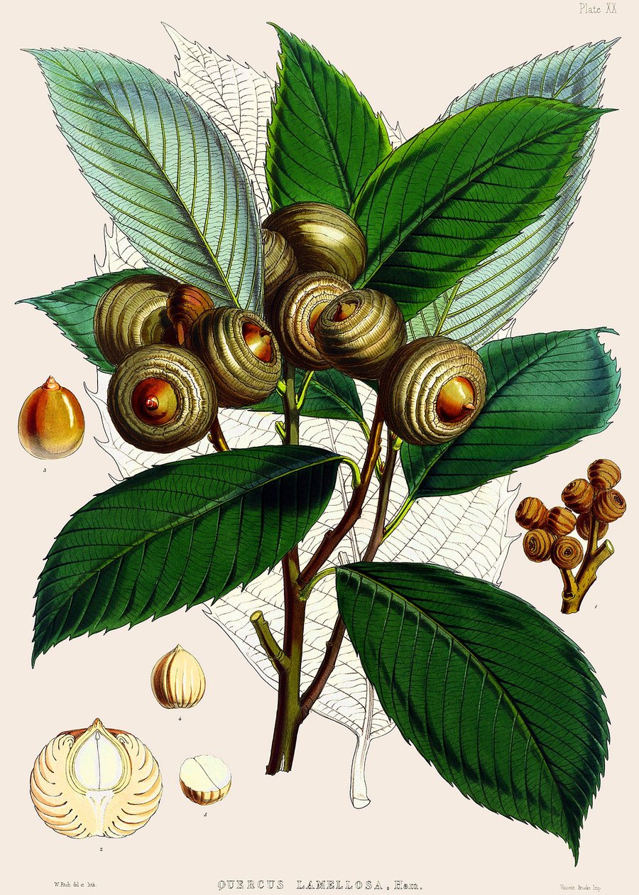栎（Quercus lamellosa），1890年 作者 约瑟夫·道尔顿·胡克