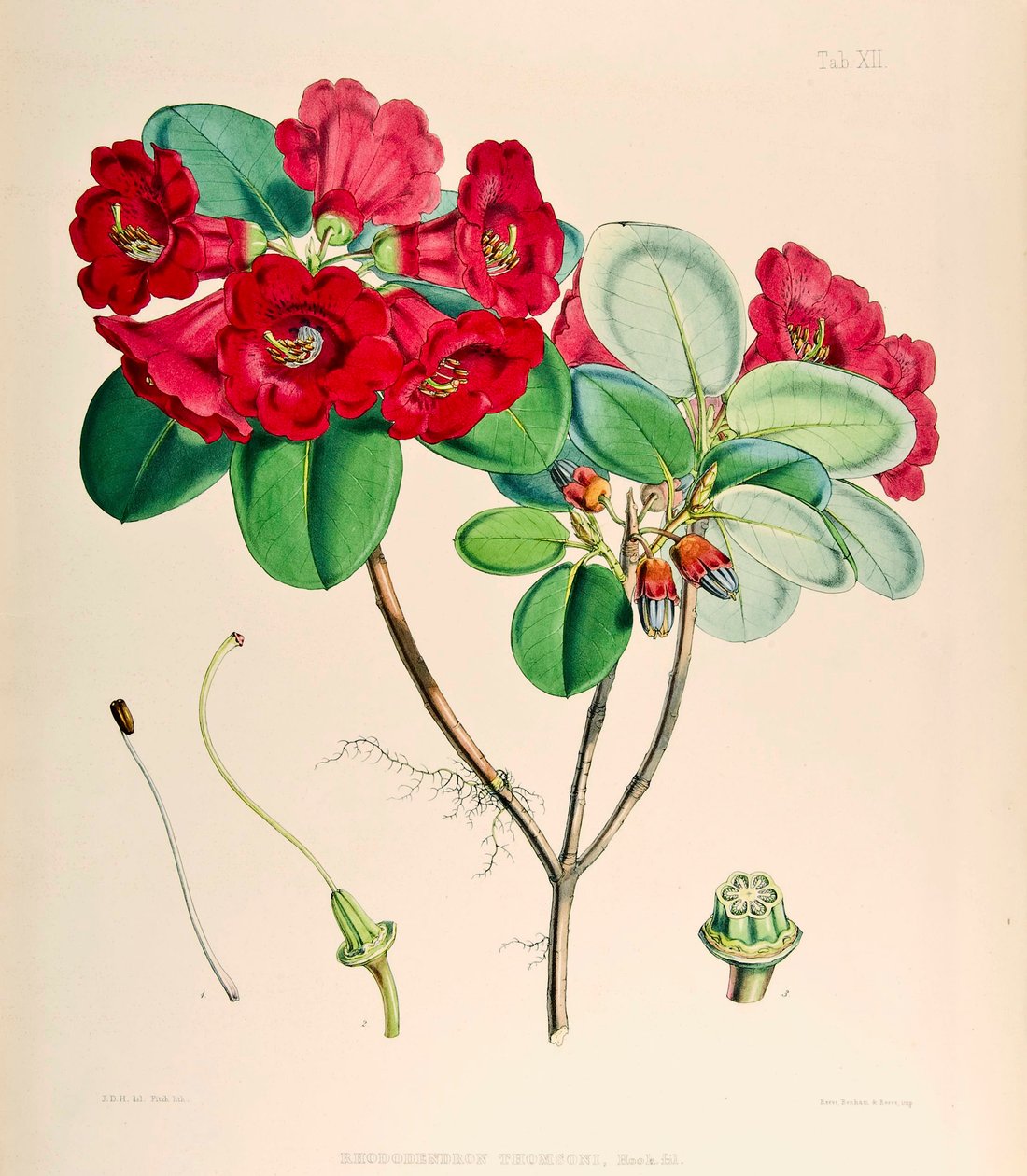杜鹃花（Rhododendron thomsonii），1895年 作者 约瑟夫·道尔顿·胡克