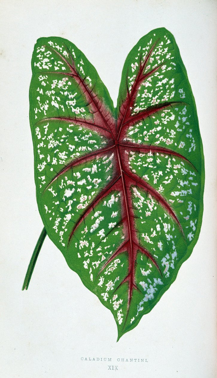 Chantini 花叶。 植物板“”具有色彩缤纷的叶子的植物。 作者 约瑟夫·爱德华和霍华德·W·洛