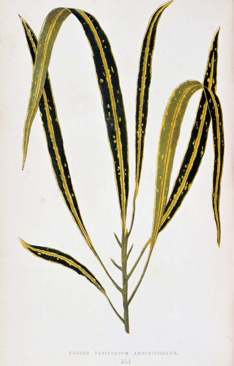 巴豆叶 variegatum angustifolium。彩叶植物 "中的植物图板。伦敦园艺学会成员爱德华-约瑟夫-洛和 W. 霍华德收集的用于装饰花园、温室和公寓的最杰出的物种。 作者 约瑟夫·爱德华和霍华德·W·洛
