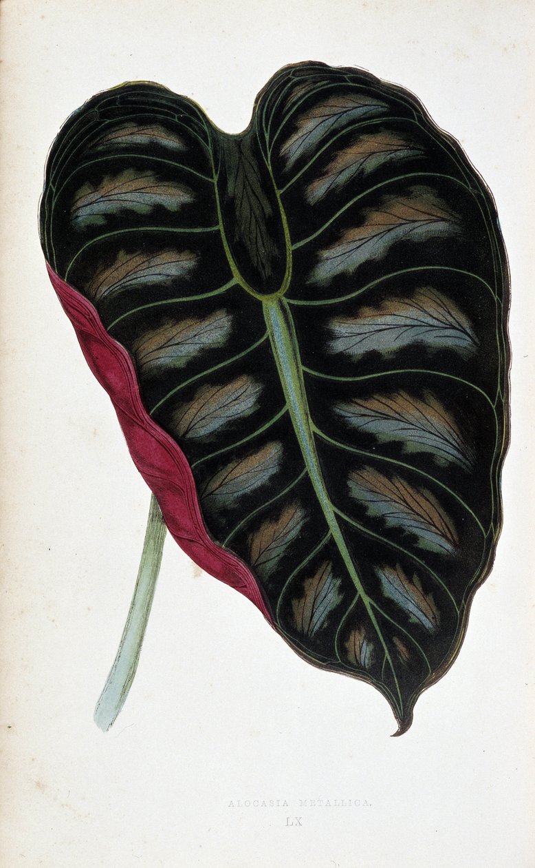 海芋叶。 植物板“”具有彩色叶子的植物。 伦敦园艺学会成员 Edward Joseph Lowe 和 W. Howard 收藏的用于装饰花园、温室和公寓的最杰出物种。 作者 约瑟夫·爱德华和霍华德·W·洛