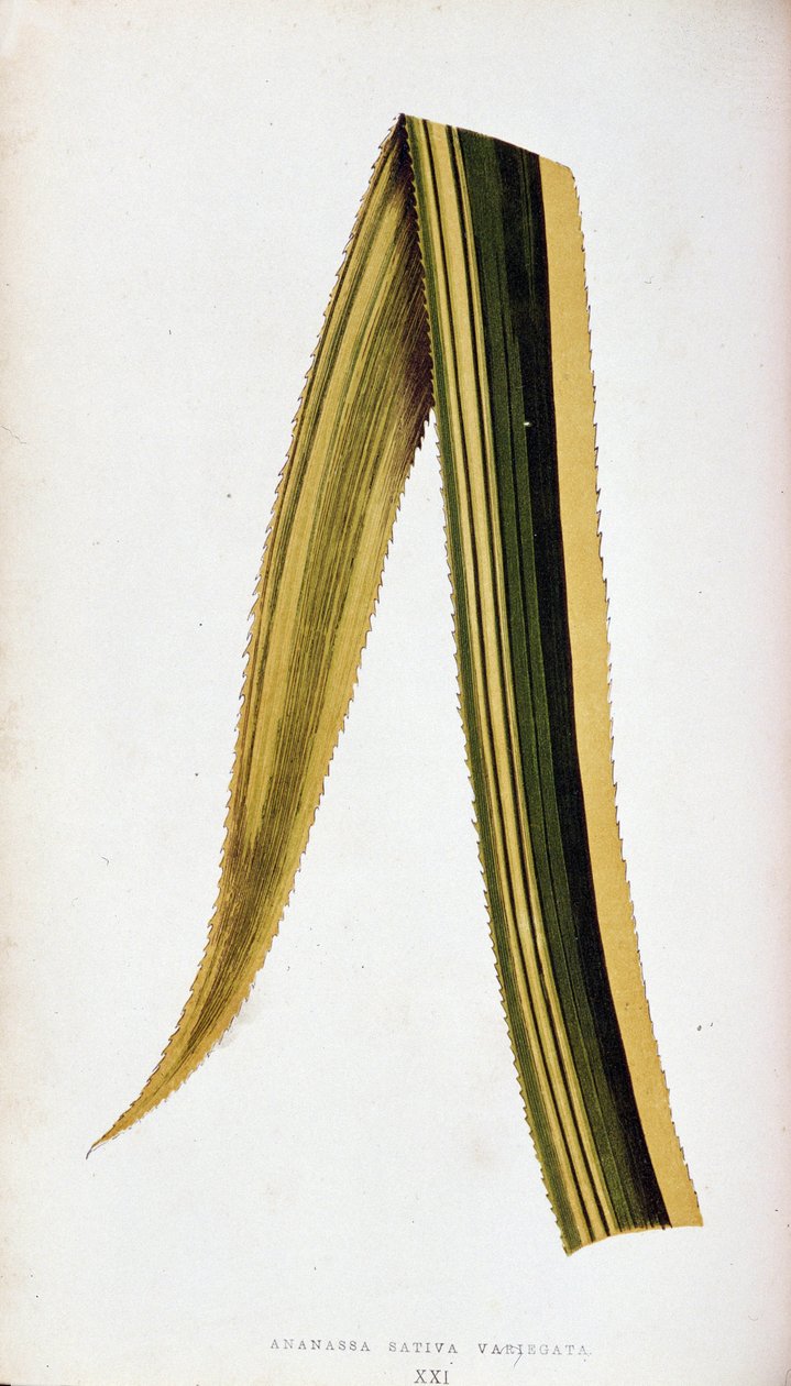 Ananassa Sativa Variegata 的叶子。彩叶植物中的植物板。 作者 约瑟夫·爱德华和霍华德·W·洛