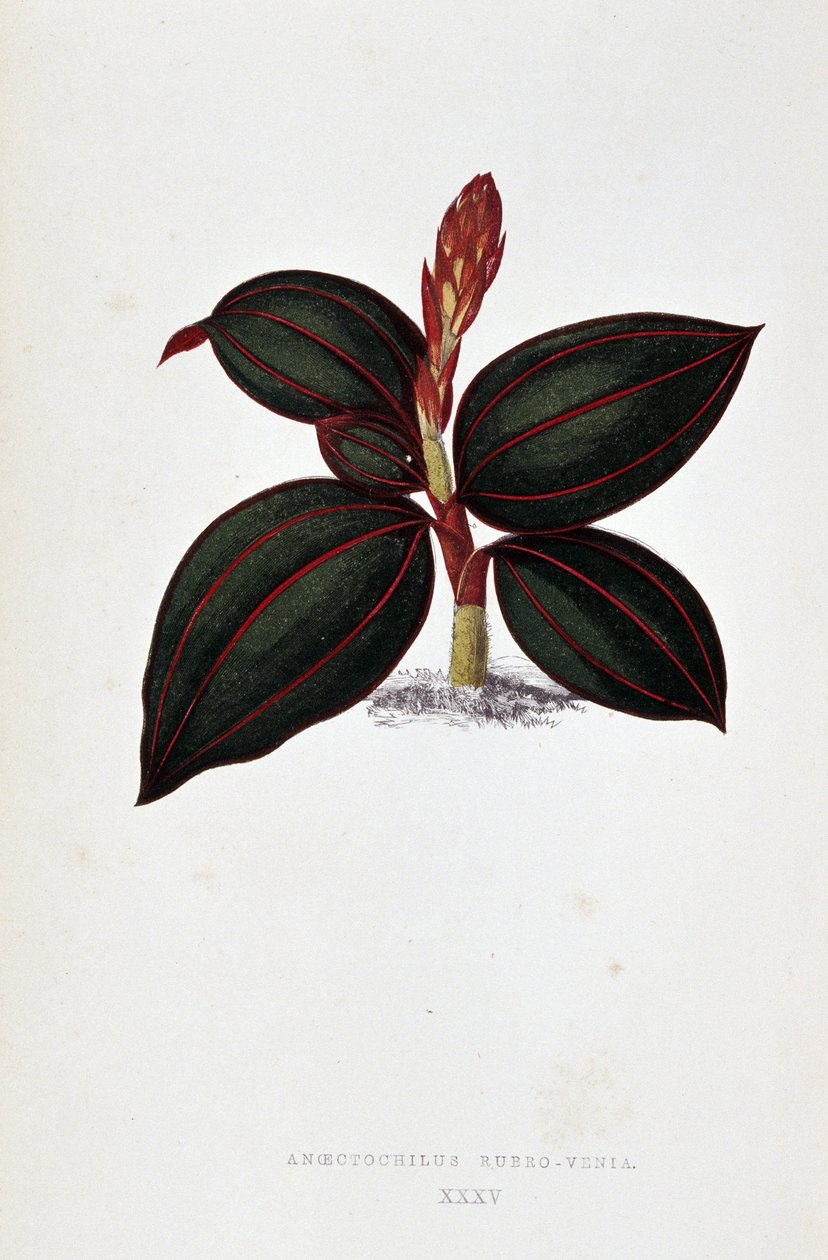 Anoectochilus Rubro Venia 的叶子。 作者 约瑟夫·爱德华和霍华德·W·洛