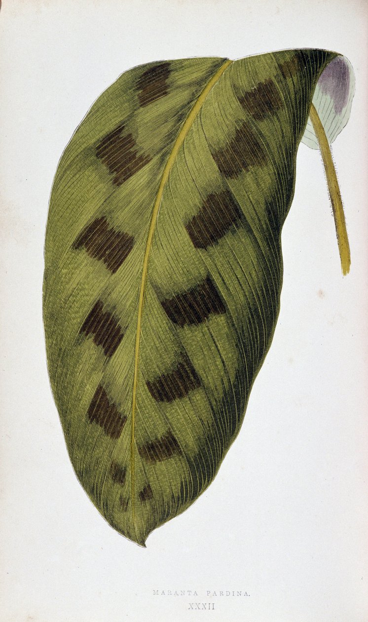 Maranta Pardina 的叶子。彩叶植物 "中的植物图板。伦敦园艺学会会员爱德华-约瑟夫-洛（Edward Joseph Lowe）和 W. 霍华德（W. Howard）收集的用于装饰花园、温室和公寓的最杰出品种。标题 作者 约瑟夫·爱德华和霍华德·W·洛